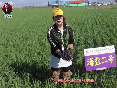吉林省-松原市-八郎鎮(zhèn)