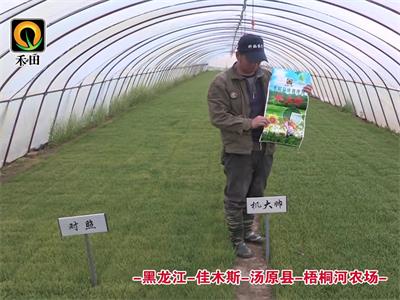 黑龍江-佳木斯-湯原縣-梧桐河農(nóng)場
