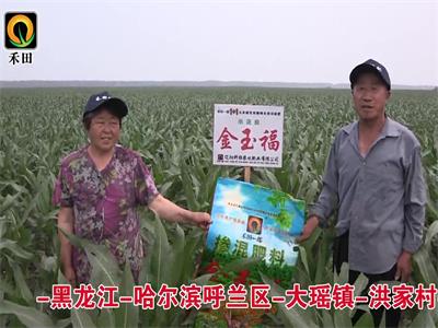 黑龍江-哈爾濱呼蘭區(qū)-大瑤鎮(zhèn)-洪家村